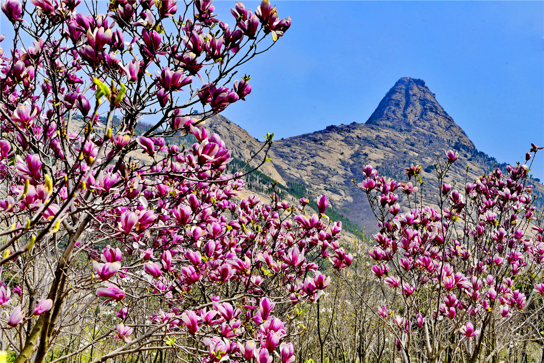 山花烂漫