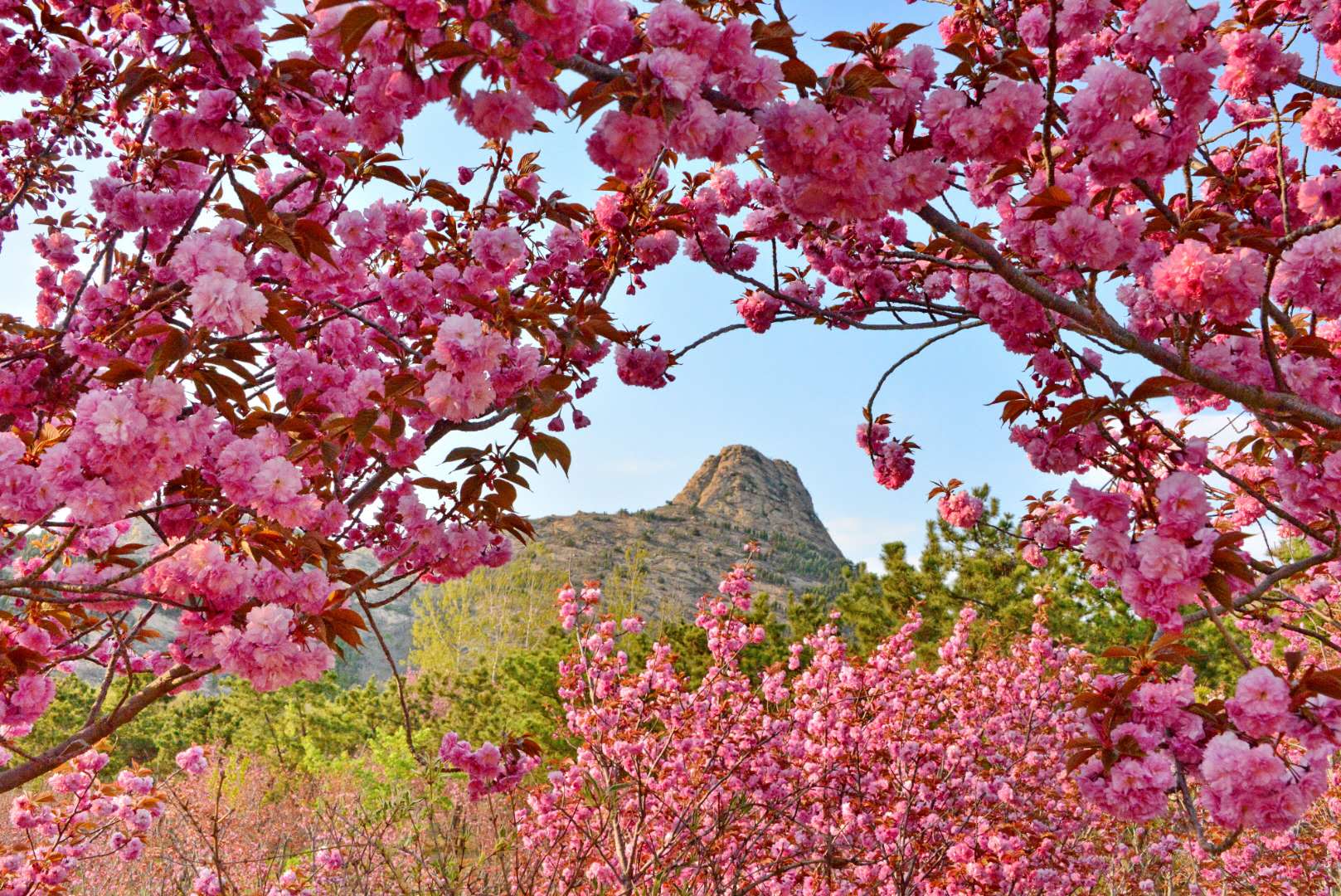 打卡大乳山︱樱花林下踏芳行~